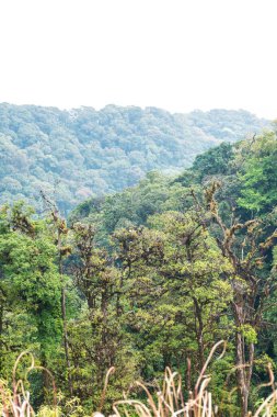 Doi Inthanon Ulusal Parkı, Tayland Ormanı