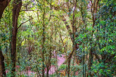 Doi Inthanon Ulusal Parkı, Tayland 'da orman bolluğu