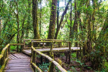 Doi Inthanon Ulusal Parkı 'nda Doi Trail, Tayland