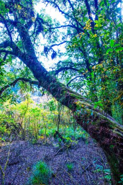 Doi Inthanon Ulusal Parkı, Tayland 'da orman bolluğu