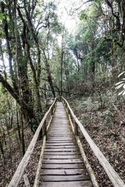 Doi Inthanon Ulusal Parkı 'nda Doi Trail, Tayland