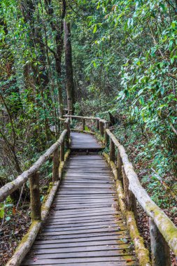 Doi Inthanon Ulusal Parkı 'nda Doi Trail, Tayland