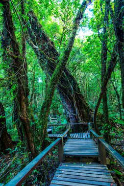 Doi Inthanon Ulusal Parkı 'nda Doi Trail, Tayland