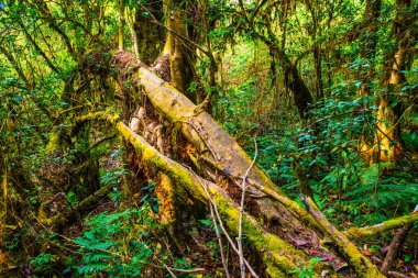 Doi Inthanon Ulusal Parkı, Tayland 'da orman bolluğu