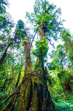 Doi Inthanon Ulusal Parkı, Tayland 'da orman bolluğu