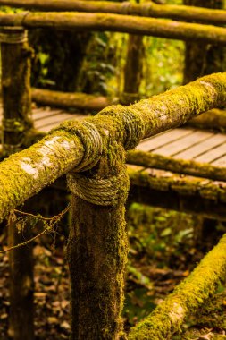 Doi Inthanon Ulusal Parkı 'nda Doi Trail, Tayland