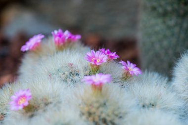 Tayland 'da Mammillaria plumosa çiçeği