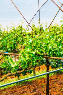 Tayland 'da üzüm ağaçları