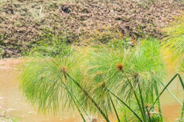 Tayland 'da göl kıyısında bir tesis..