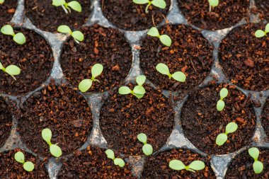 Tayland 'da, fidanlıkta sebze fideleri..