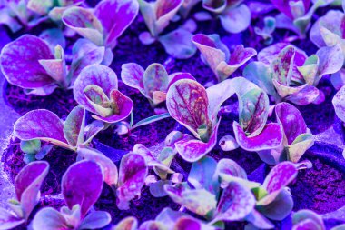 Çocuk yuvasında sebze fideleri Tayland 'da