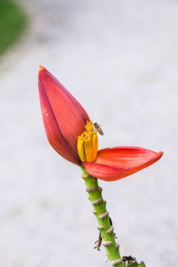 Doğada muz tomurcuğu, Tayland