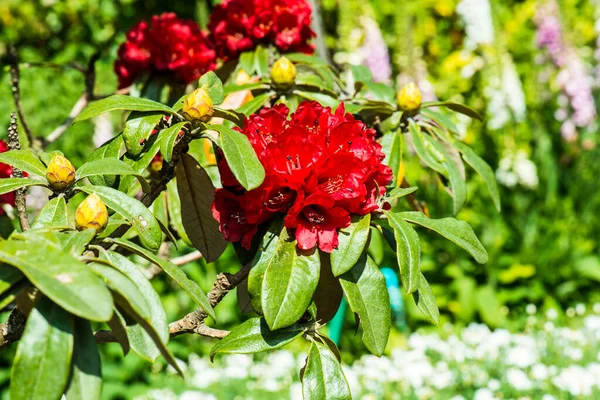 Doi Inthanon Ulusal Parkı, Tayland 'da Rhododendron arboreum çiçeği