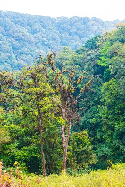 Doi Inthanon Ulusal Parkı, Tayland Ormanı