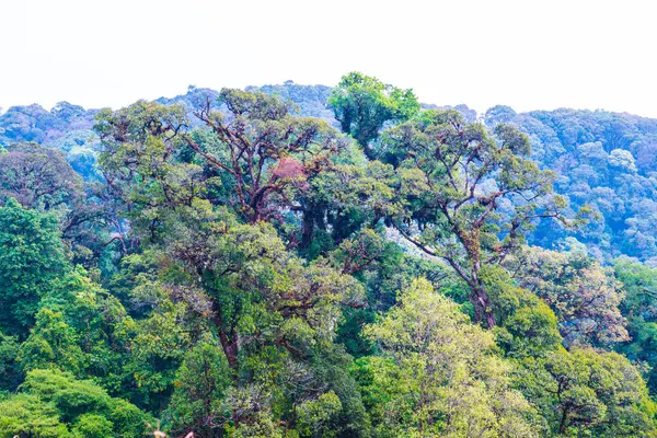 Doi Inthanon Ulusal Parkı, Tayland Ormanı
