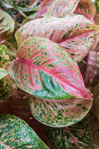 Caladium yaprakları arka planda, Tayland