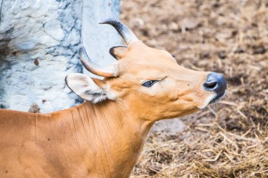 Banteng, Tayland 'ın Baş Fotoğrafı