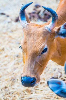 Banteng, Tayland 'ın Baş Fotoğrafı