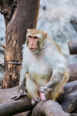 Rhesus Macaque 'ın Portresi, Tayland