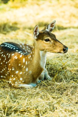 Benekli geyik portresi, Tayland