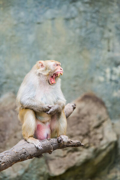Portrait of Rhesus Macaque, Thailand