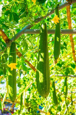 Taze kabak ağacı, Tayland