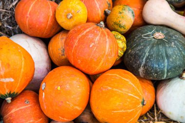 Tayland, Balkabağı Grubu