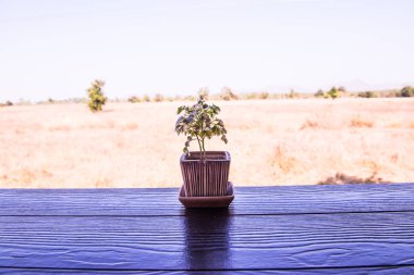 Masada küçük bir bitki, Tayland