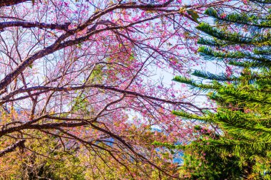 Chiangmai Eyaleti, Tayland 'daki Kiraz Çiçeği Parkı