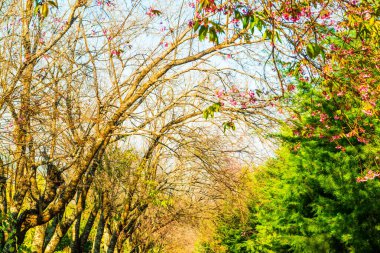 Chiangmai Eyaleti, Tayland 'daki Kiraz Çiçeği Parkı