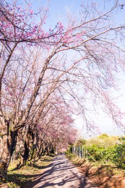 Chiangmai Eyaleti, Tayland 'daki Kiraz Çiçeği Parkı