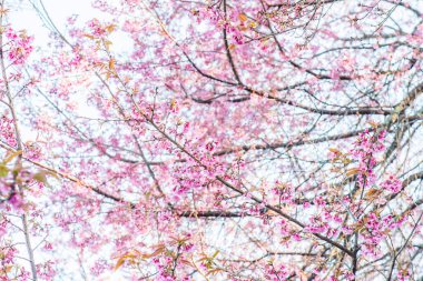 Chiangmai Eyaleti, Tayland 'daki Kiraz Çiçeği Parkı