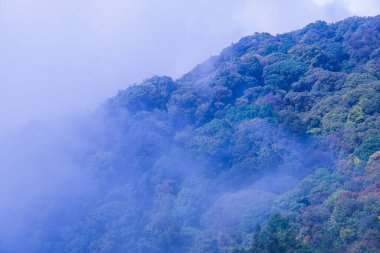 Tayland 'da Ulusal Park' ta sisli bir orman
