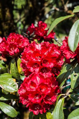 Doi Inthanon Ulusal Parkı, Tayland 'da Rhododendron arboreum çiçeği