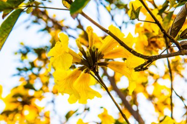 Cüce Altın Trompet çiçek Tayland, Tayland