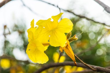 Cüce Altın Trompet çiçek Tayland, Tayland