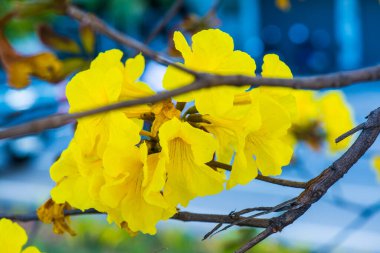 Cüce Altın Trompet çiçek Tayland, Tayland