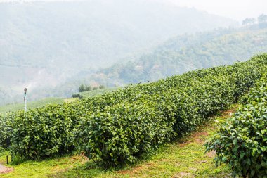 Tayland, Tayland 'da çay çiftliği