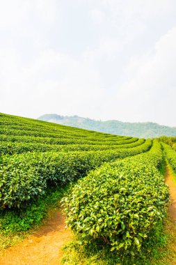 Tayland, Tayland 'da çay çiftliği