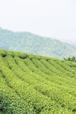 Tayland, Tayland 'da çay çiftliği