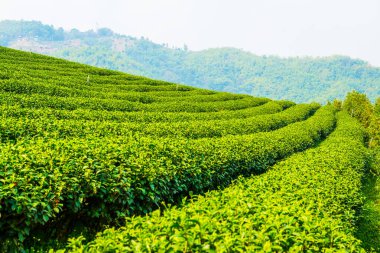 Tayland, Tayland 'da çay çiftliği