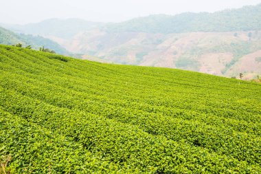 Tayland, Tayland 'da çay çiftliği