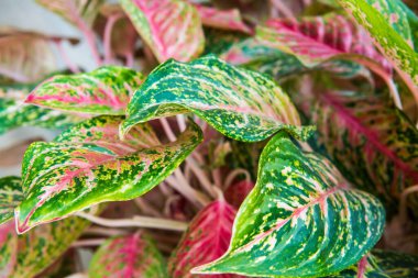 Caladium yaprakları arka planda, Tayland