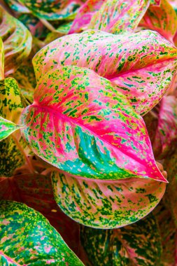 Caladium yaprakları arka planda, Tayland