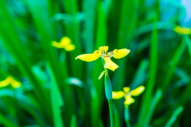 Küçük sarı çiçek, Tayland