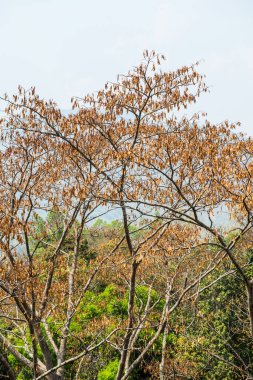 Tayland, ormandaki ağaç tepesi