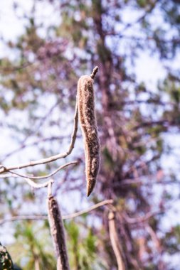 Karenwood Meyvesi, Tayland