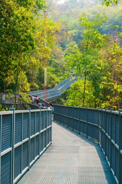 Kraliçe Sirikit Botanik Bahçesi 'nin tepe örtüsü yolu, Tayland