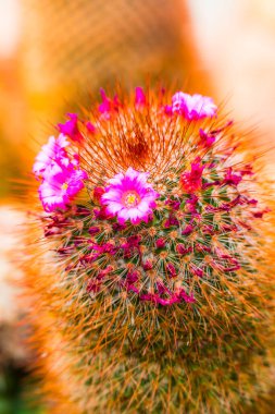 Melocactus 'un çiçeği. Tayland 'da