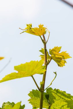 Tayland 'da üzüm yaprakları